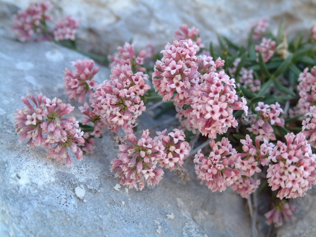 Asperula cynanchica / Stellina comune